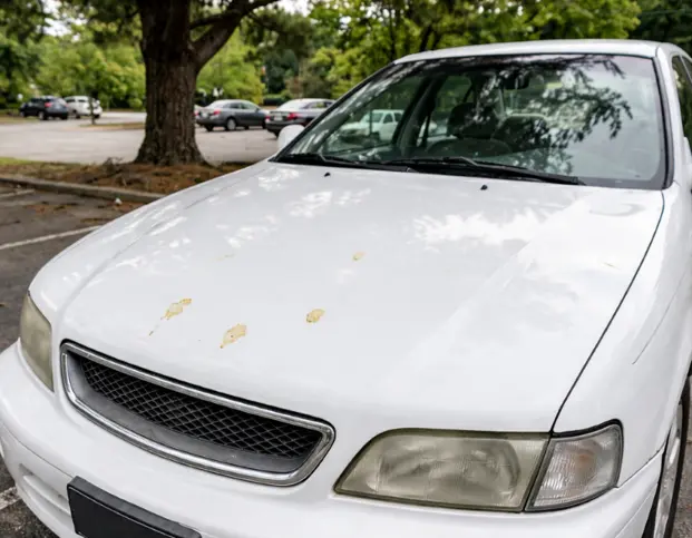 白い車のボンネットに樹液が付着した様子