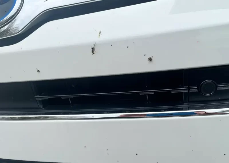 白い車のボディに虫が付着した様子